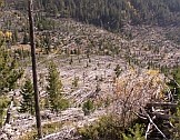 Montanta, USA. Powalone drzewa przez biały szkwał w 1999 roku. Foto: Rod Benson