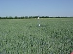 PASTiS57° system over winter wheat. Photo credits: IGiK PASTiS57° system over winter wheat. Photo credits: IGiK