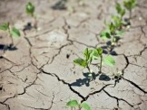Agricultural drought. Credits: iStock