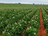 Potato cultivation: Credits: eurostiri.eu