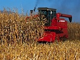 Harvesting maize. Credits: iStock