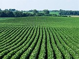 Crop field. Credits: iStock