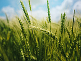 Zboże. Foto: Adobe Stock Zboże. Foto: Adobe Stock