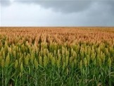 Agriculture in Poland. Credits: Fotolia